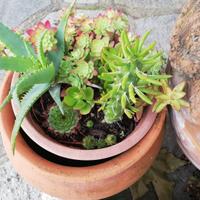 Composizione di piante grasse 