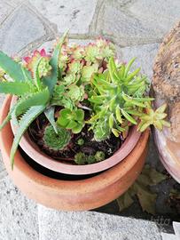 Composizione di piante grasse 