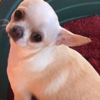 Chihuahua di un anno con pedigree