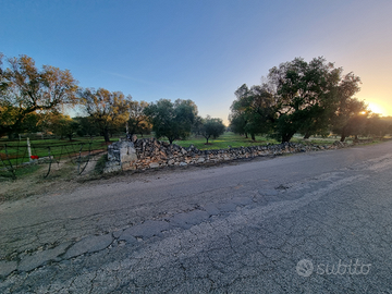 Terreno uliveto