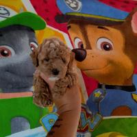 Barboncino mini toy albicocca 2 Maschi 3 Femmine