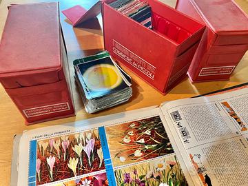 Corriere dei Piccoli - schedari Corrierino Scuola
