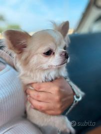 Chihuahua per monta