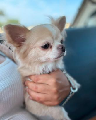 Chihuahua per monta