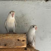 Pappagalli roseicollis inseparabili