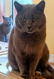 Certosino con Pedigree e Affisso Anfi da riproduz