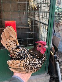 Galline ornamentali