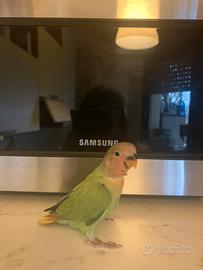 Inseparabile allevato a mano