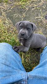 Cucciolo cane corso