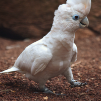 Pappagallo cacatua ducorpsii