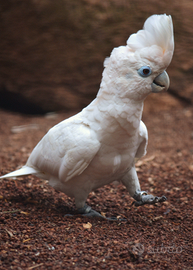 Pappagallo cacatua ducorpsii