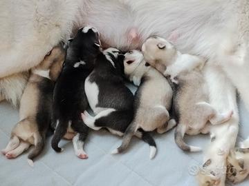 Cuccioli di Siberian Husky