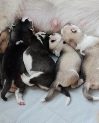 Cuccioli di Siberian Husky