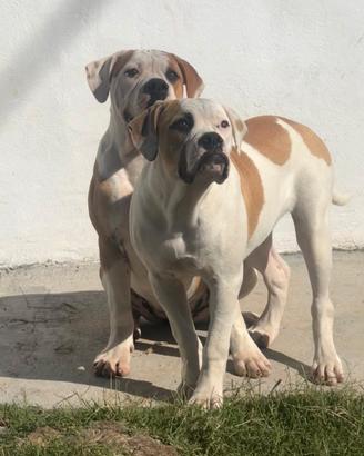American bulldog
