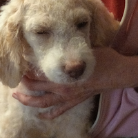 Lagotto femmina cuccioli