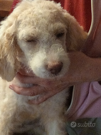 Lagotto femmina cuccioli