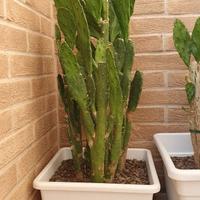 Pianta grassa - Opuntia brasiliensis