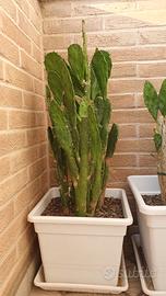 Pianta grassa - Opuntia brasiliensis
