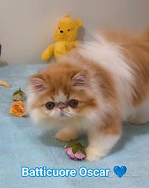 Persiano Cucciolo