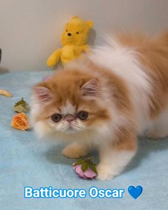 Persiano Cucciolo