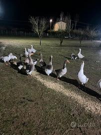 Oche varie tipologie