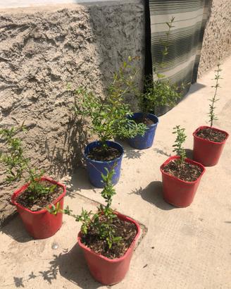 Piante di melograno