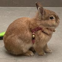 Coniglietta testa di leone affettuosa con gabbia