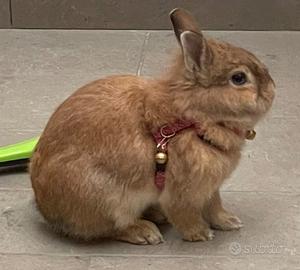 Coniglietta testa di leone affettuosa con gabbia