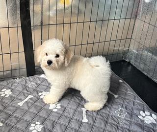 Bichon à poil Frisé