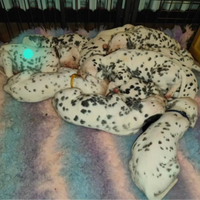 Dalmata cuccioli da allevamento