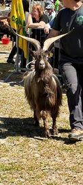 Becco orobico