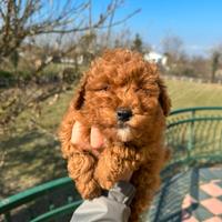 Cucciolo barboncino Toy red