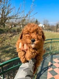 Cucciolo barboncino Toy red