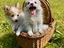 Immagine 4