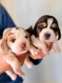 Cuccioli di beagle