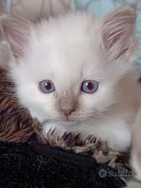 Cuccioli sacro di Birmania L'ultima femmina