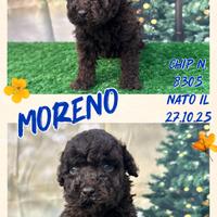 Barboncino nano piccolo cioccolato _ MORENO