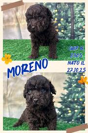 Barboncino nano piccolo cioccolato _ MORENO