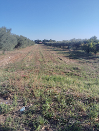 Lotto terreno edificabile