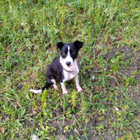 Cane borde collie