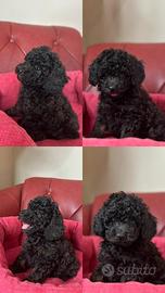 Barboncino Mamma Toy Padre Minitoy