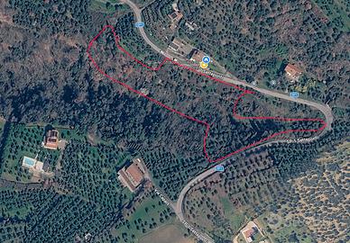 Terreno agricolo con ulivi e bosco