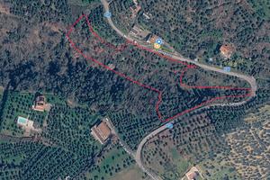 Terreno agricolo con ulivi e bosco