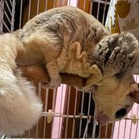 Petauri Dello Zucchero