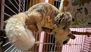 Petauri Dello Zucchero