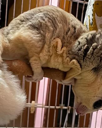 Petauri Dello Zucchero