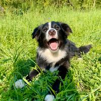 Giovane Border Collie con pedigree