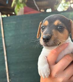 Jack russel