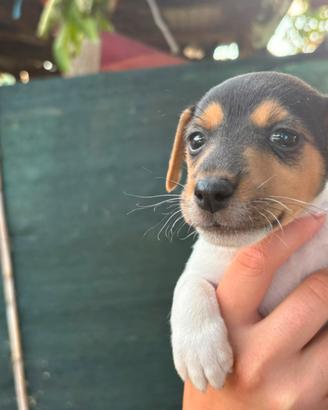 Jack russel