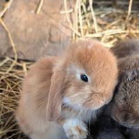 Conigli ariete cuccioli